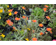 Helianthemum