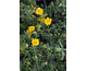 Helianthemum Golden Queen