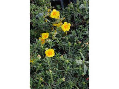 Helianthemum