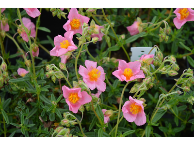 Helianthemum