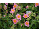 Helianthemum Lawrenson's Pink