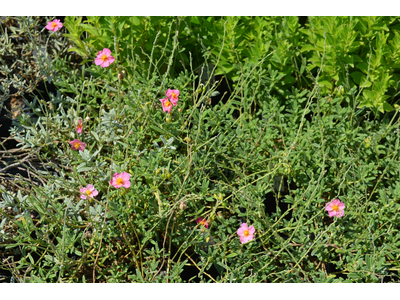 Helianthemum
