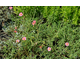 Helianthemum