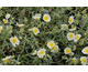 Helianthemum