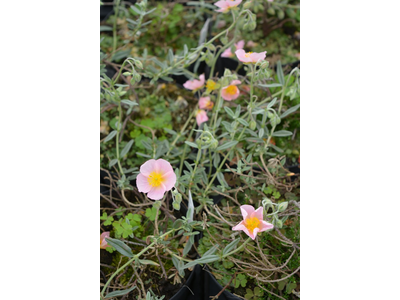 Helianthemum