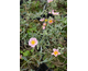 Helianthemum