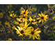 Heliopsis Summer Pink ®