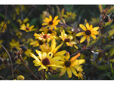 Heliopsis