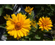 Heliopsis helianthoides