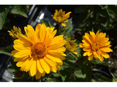 Heliopsis helianthoides