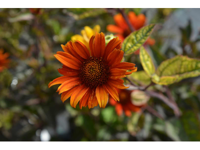 Heliopsis helianthoides var. scabra