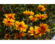 Heliopsis helianthoides Funky Spinner ®