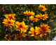 Heliopsis helianthoides