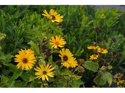 Heliopsis helianthoides var. scabra