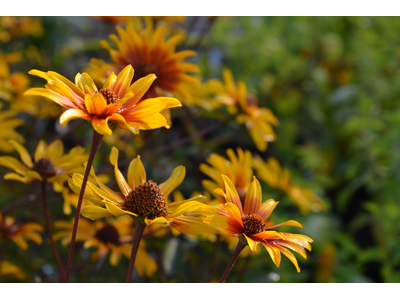 Heliopsis helianthoides var. scabra