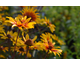 Heliopsis helianthoides var. scabra Burning Hearts