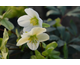 Helleborus niger Christmas Carol