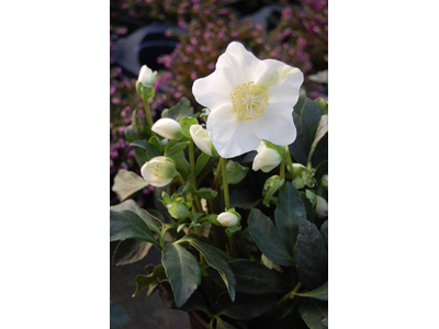 Helleborus
