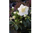 Helleborus Joel