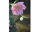 Helleborus orientalis Lilly