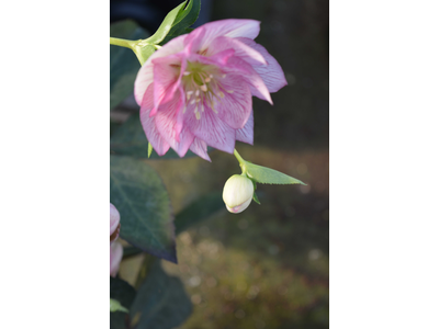 Helleborus orientalis