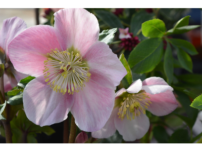 Helleborus