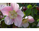 Helleborus Mme Lemonier