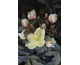 Helleborus x ericsmithii Monte Cristo