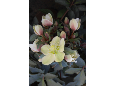 Helleborus x ericsmithii