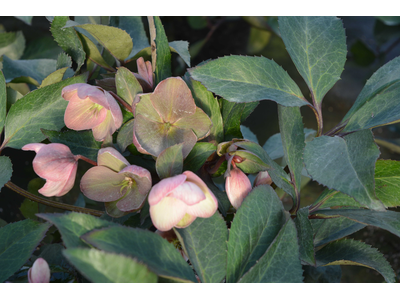 Helleborus x ballardiae