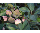 Helleborus x ballardiae Pink Frost