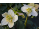 Helleborus Winter Gold