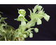 Helleborus foetidus 