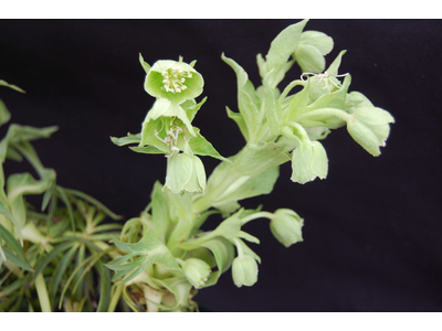 Helleborus foetidus