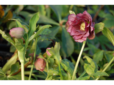 Helleborus orientalis