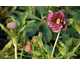 Helleborus orientalis Double Ellen Picotee
