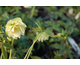 Helleborus orientalis Double Queen