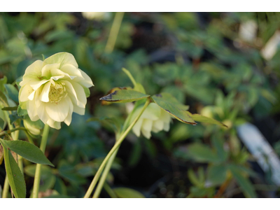 Helleborus orientalis