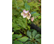 Helleborus orientalis Pink Spotted Lady