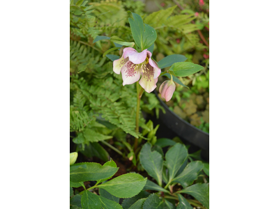 Helleborus orientalis