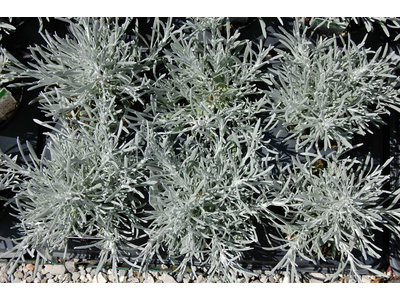 Helychrisum stoechas