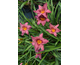 Hemerocallis Berrylicious