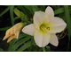 Hemerocallis Blizzard Bay