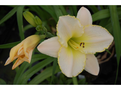 Hemerocallis