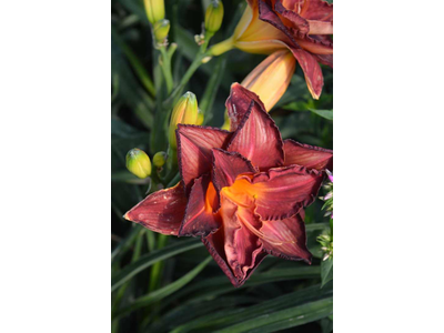 Hemerocallis