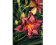 Hemerocallis Burgundy Love