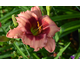 Hemerocallis