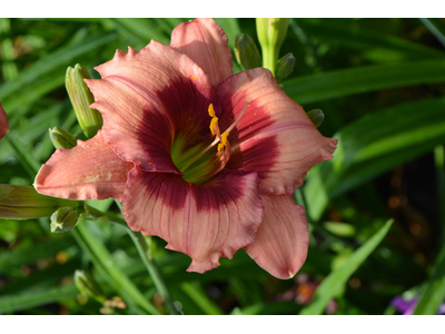 Hemerocallis