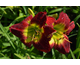 Hemerocallis Christmas Is