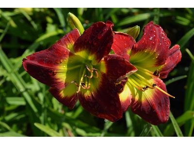 Hemerocallis